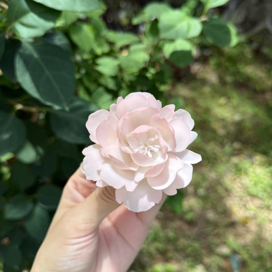 Peony Fridge Magnet-Dehua Intangible Cultural Heritage Porcelain Flower