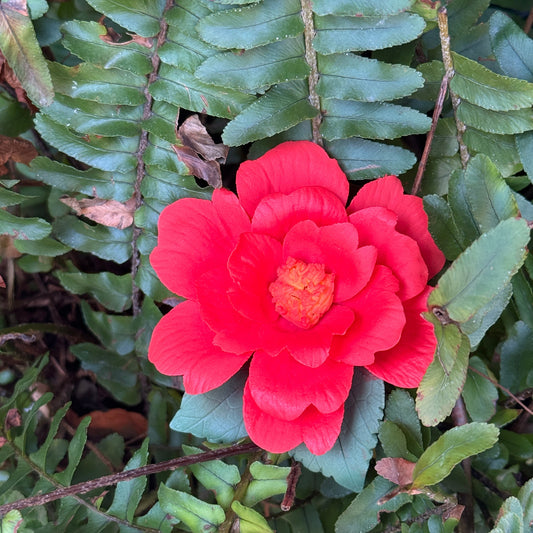 Camellia Fridge Magnet-Dehua Intangible Cultural Heritage Porcelain Flower