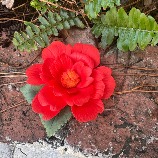 Camellia Fridge Magnet-Dehua Intangible Cultural Heritage Porcelain Flower